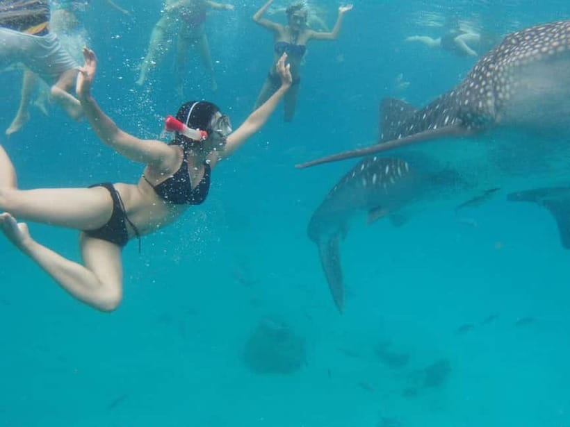 Cebu: Oslob Whale Shark Swimming and Tumalog Falls Tour - The 2:00 AM pickup and long road south