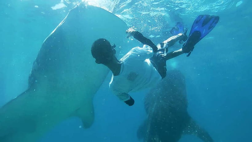 Cebu:Oslob Whale Shark Swimming & Kawasan Falls Canyoneering - Key points to know before booking