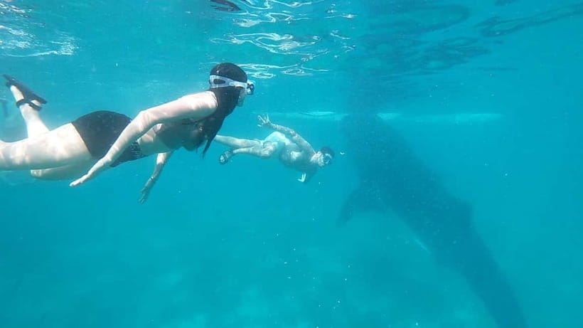 Cebu:Oslob Whale Shark Swimming & Kawasan Falls Canyoneering - Who should book this experience?