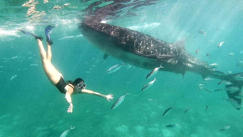 Cebu:Oslob Whale Shark Swimming & Kawasan Falls Canyoneering - Why this Cebu day trip is tempting