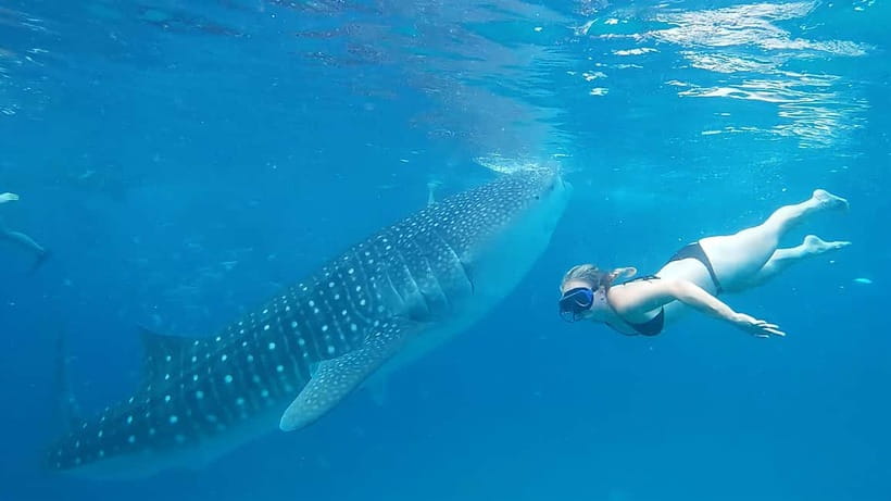 Cebu:Oslob Whale Shark Swimming & Kawasan Falls Canyoneering - Breakfast is separate and timing can shift
