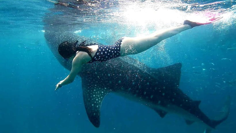 Cebu Oslob: Whale Shark Watching Experience - Key points at a glance