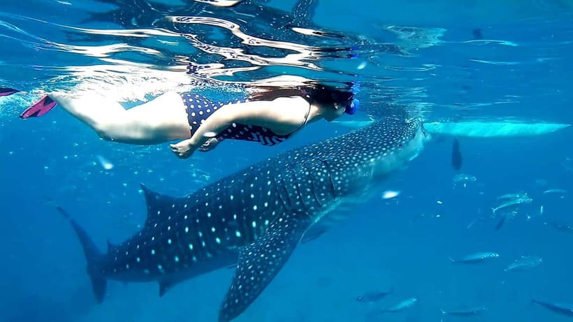 Cebu Oslob: Whale Shark Watching Experience - Why people make the long trip to Oslob