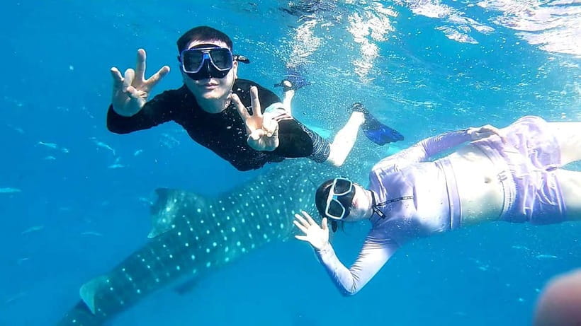 Cebu Oslob: Whale Shark Watching Experience - The whale shark briefing and boat ride