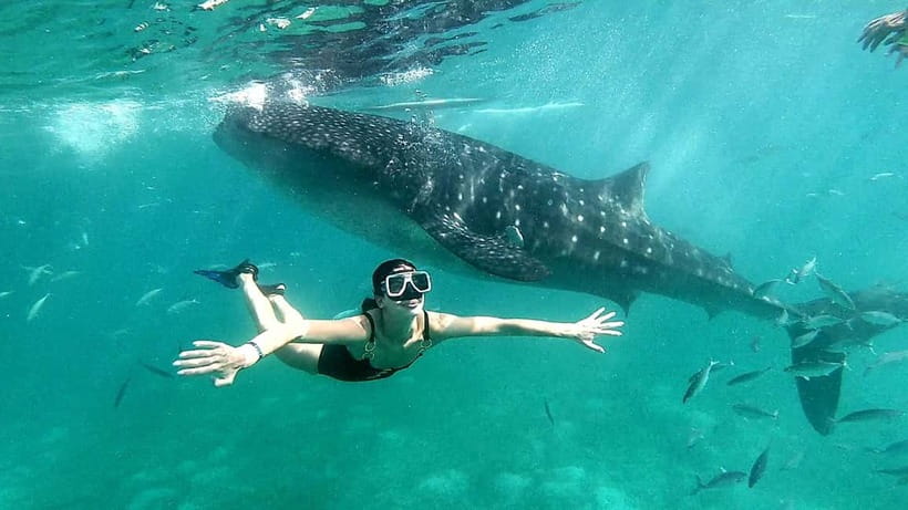 Cebu Oslob: Whale Shark Watching Experience - The ethical question: close contact at a cost