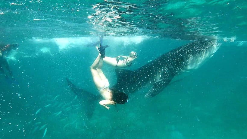 Cebu Oslob: Whale Shark Watching Experience - Breakfast, local snacks, and the Oslob break