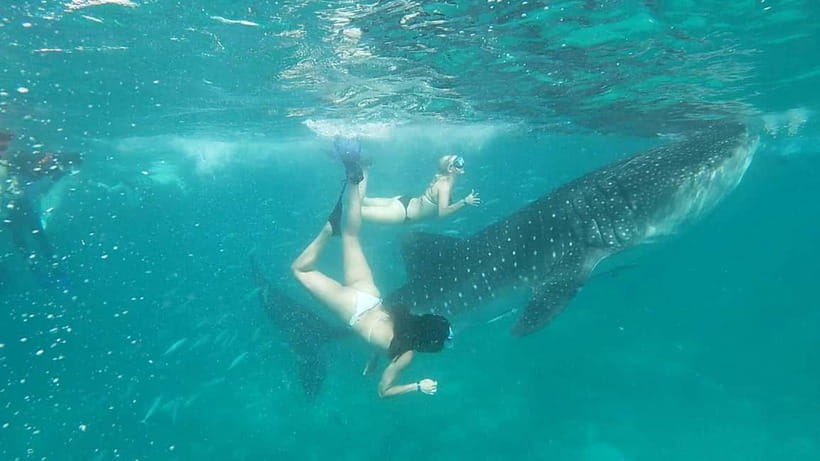 Cebu Oslob: Whale Shark Watching Experience - The ride home and what the $86 includes