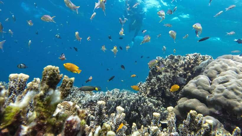 Cebu: Oslob Whale Sharks, Moalboal Sardine Run & Turtles - Five things to know before booking