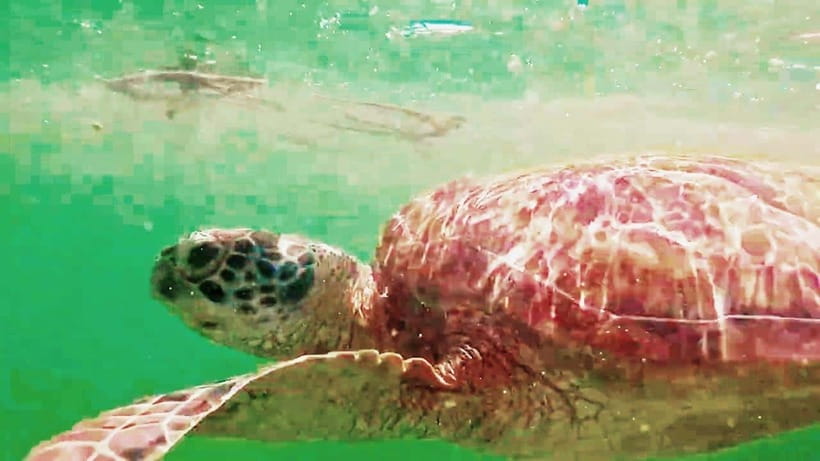 Cebu: Oslob Whale Sharks, Moalboal Sardine Run & Turtles - Why this Cebu day trip is such a strong combination