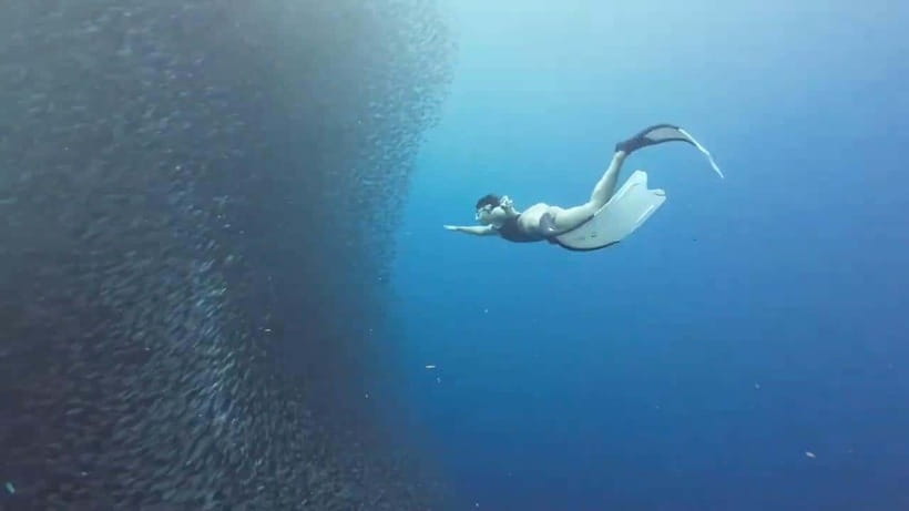 Cebu: Oslob Whale Sharks, Moalboal Sardine Run & Turtles - Oslob whale sharks: thrilling, crowded, and tightly managed