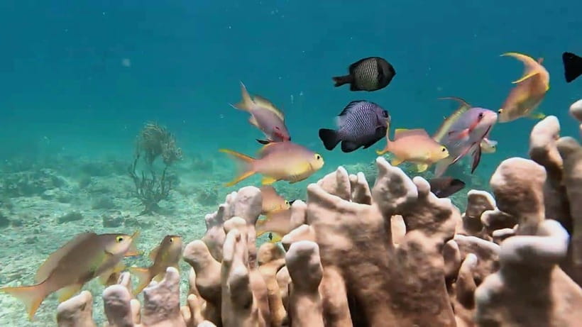 Cebu: Oslob Whale Sharks, Moalboal Sardine Run & Turtles - Moalboal turtles and the sardine run