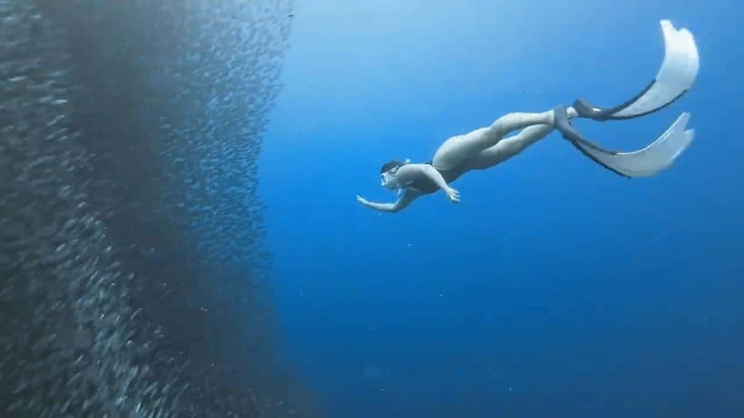 Cebu: Oslob Whale Sharks, Moalboal Sardine Run & Turtles - Who will enjoy this tour most