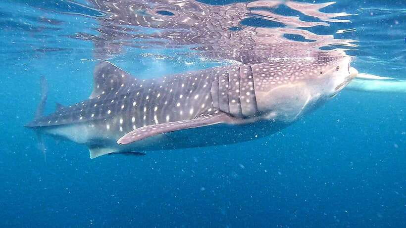 Cebu: Oslob Whale Sharks, Tumalog Falls & Sardine Snorkeling - Key points to know before booking