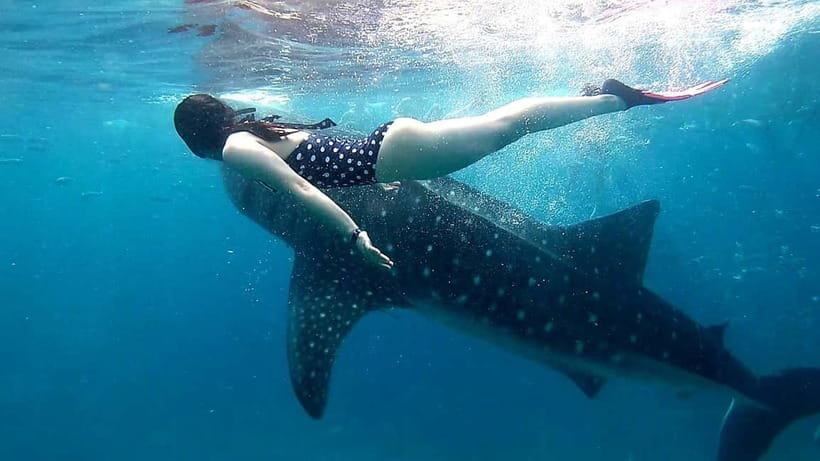 Cebu: Oslob Whale Sharks, Tumalog Falls & Sardine Snorkeling - Who should book this experience?