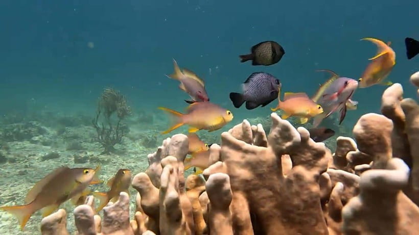Cebu: Oslob Whale Sharks, Tumalog Falls & Sardine Snorkeling - Why this Cebu day trip works