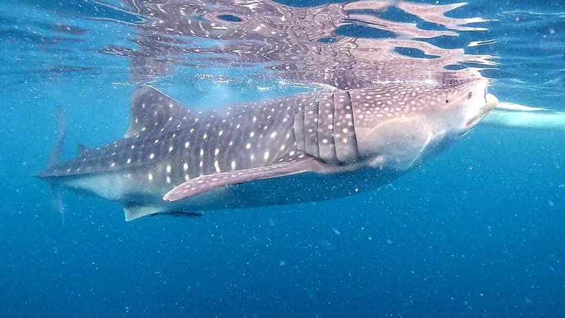 Cebu: Oslob Whale Sharks, Tumalog Falls & Sardine Snorkeling - Meeting Oslob’s whale sharks