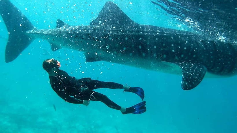Cebu: Oslob Whale Sharks, Tumalog Falls & Sardine Snorkeling - Shared or private: which version makes sense?