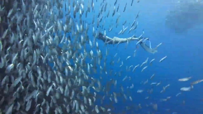 Cebu: Oslob Whale Sharks, Tumalog Falls & Sardine Snorkeling - The 2:00 AM departure from Cebu
