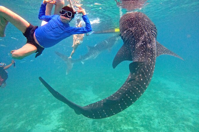 Cebu Oslob Whaleshark and Sumilon Island Full-Day Private Tour - Why the 3 a.m. start matters