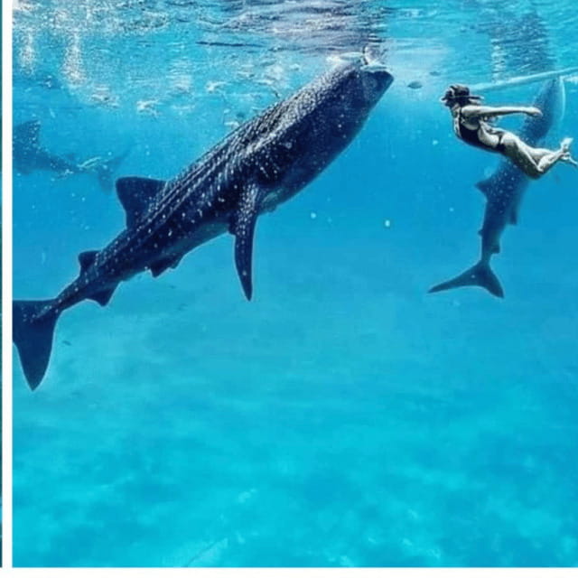 Cebu: Oslob Whaleshark Experience Shared Tour - What the 14-hour day really involves