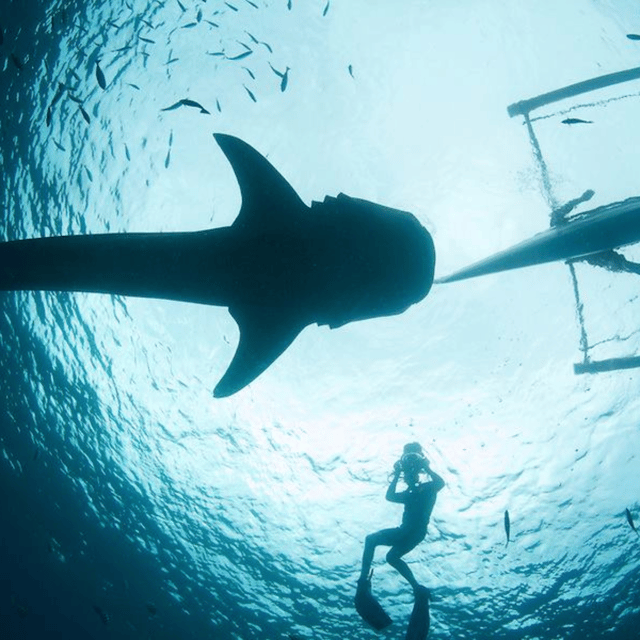 Cebu: Oslob Whaleshark Experience Shared Tour - What the $76 price includes and what it does not