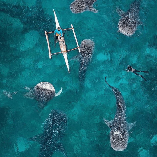 Cebu: Oslob Whaleshark Experience Shared Tour - The whale shark encounter at Oslob