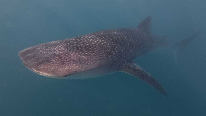 Cebu Oslob Whaleshark, Moalboal Sardines Run&Inambakan Falls - The guides and the private-tour advantage