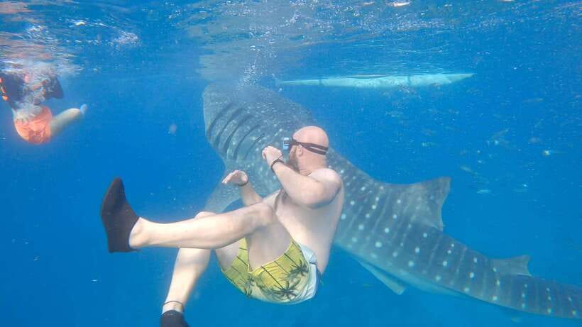 Cebu: Oslob Whaleshark & Sardines Run Snorkeling Day Tour - Key points to know before booking