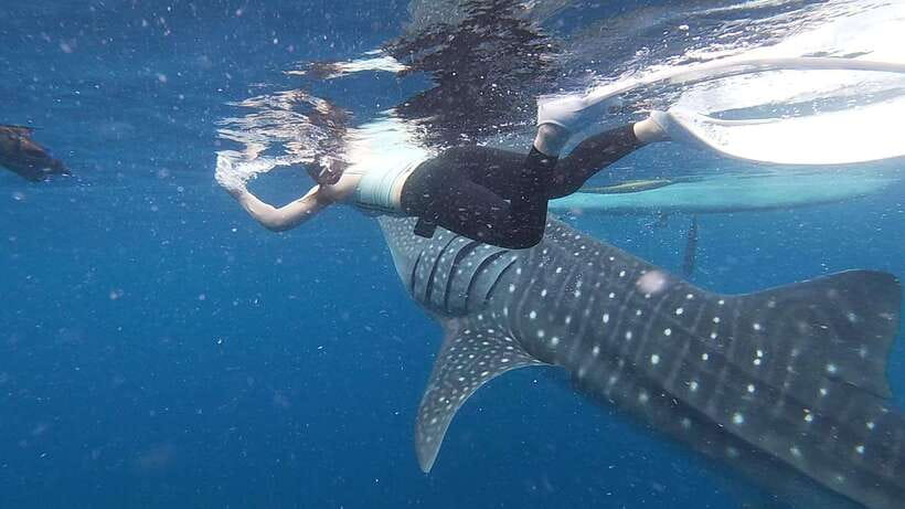 Cebu: Oslob Whaleshark & Sardines Run Snorkeling Day Tour - Who should book this Cebu day tour?