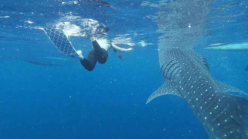 Cebu: Oslob Whaleshark & Sardines Run Snorkeling Day Tour - Moalboal’s sardine run from the beach