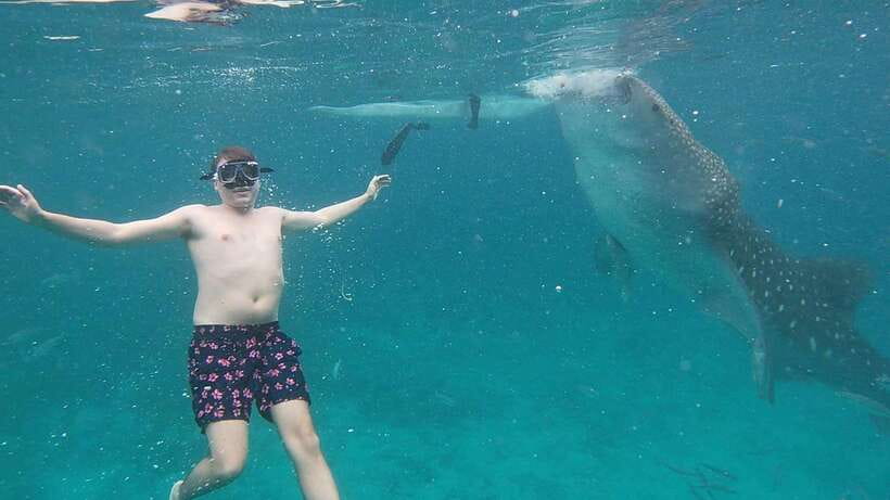 Cebu: Oslob Whaleshark & Sardines Run Snorkeling Day Tour - Looking for green and hawksbill turtles
