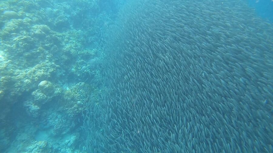 Cebu: Oslob Whaleshark & Sardines Run Snorkeling Day Tour - What to pack for the early start