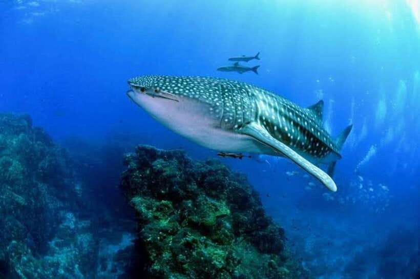 Cebu: Oslob Whaleshark Scuba Diving & Sumilon Sanctuary - The key details at a glance