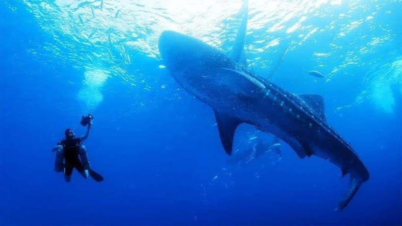 Cebu: Oslob Whaleshark Scuba Diving & Sumilon Sanctuary - Why this Cebu trip is different