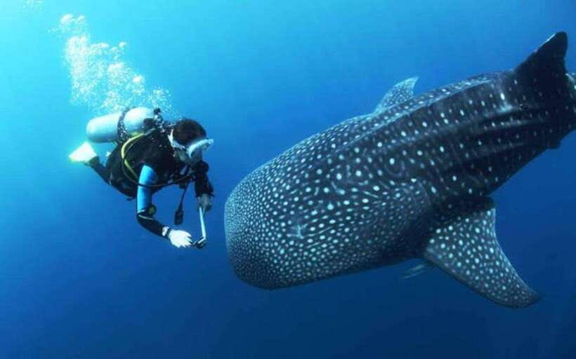 Cebu: Oslob Whaleshark Scuba Diving & Sumilon Sanctuary - The one-hour whale shark session in Oslob