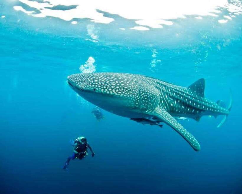 Cebu: Oslob Whaleshark Scuba Diving & Sumilon Sanctuary - The short river boat ride to Sumilon Island