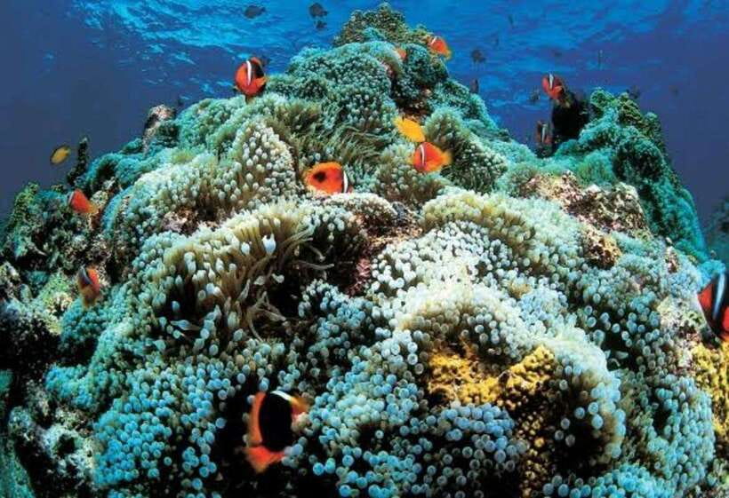 Cebu: Oslob Whaleshark Scuba Diving & Sumilon Sanctuary - Sumilon Sanctuary, the stronger reef session