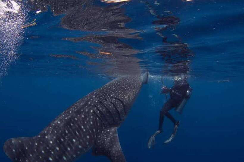 Cebu: Oslob Whaleshark Scuba Diving & Sumilon Sanctuary - Who will get the most from this experience?