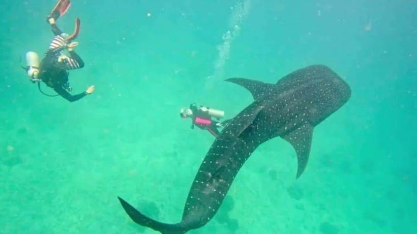 Cebu: Oslob Whaleshark Scuba Diving & Sumilon Sanctuary - Getting from your hotel to Oslob
