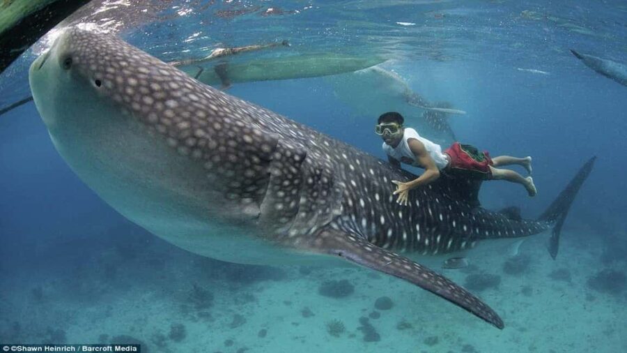 Cebu Oslob Whaleshark, Tumalog Falls&Sumilon Island(Private) - Key points at a glance