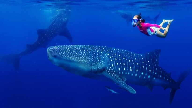 Cebu Oslob Whaleshark, Tumalog Falls&Sumilon Island(Private) - What to pack for a smoother day