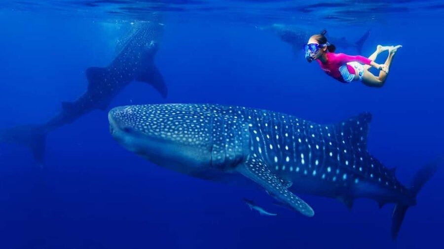 Cebu Oslob Whaleshark, Tumalog Falls&Sumilon Island(Private) - Oslob whale sharks: the main event