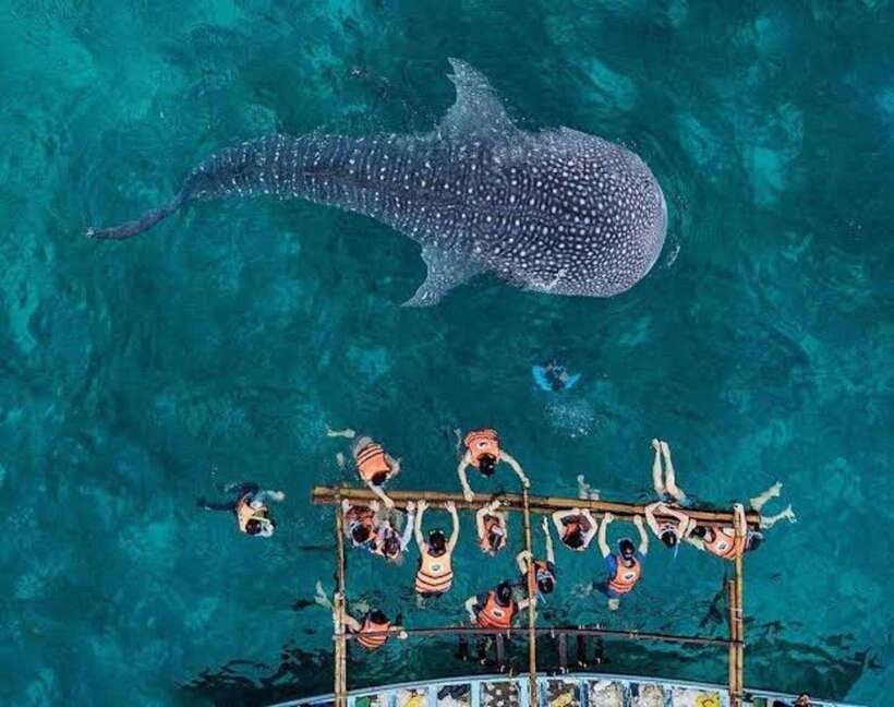 Cebu: Oslob Whaleshark Watching Day Tour - Key points before you book
