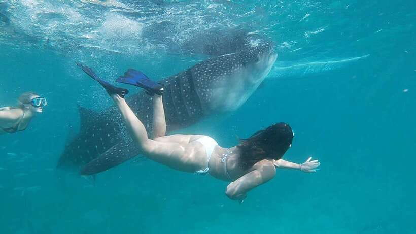 Cebu: Oslob Whaleshark Watching Day Tour - Cancellation and booking flexibility