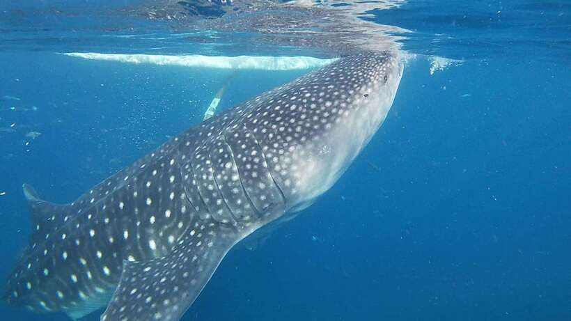 Cebu: Oslob Whaleshark Watching Day Tour - What it feels like to snorkel beside a whale shark