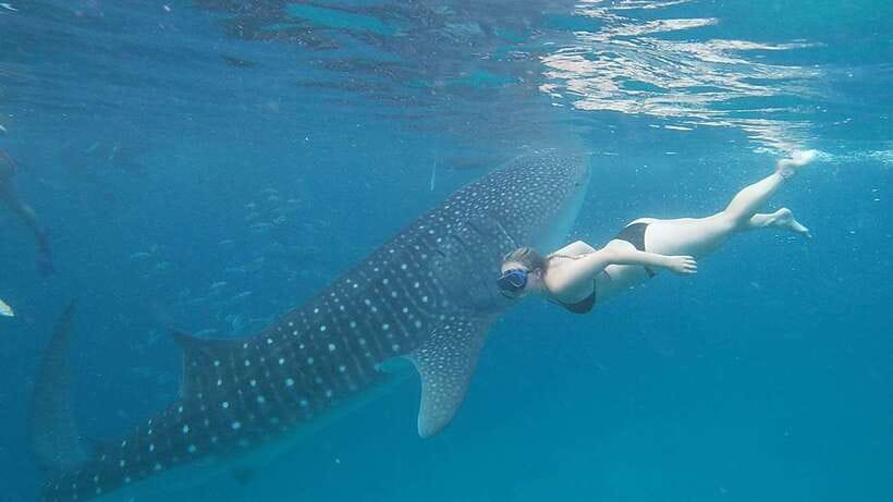 Cebu: Oslob Whaleshark Watching Day Tour - Crowds, waiting, and the real cost of convenience