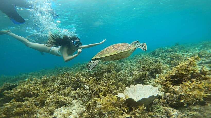 Cebu: Osmeña Peak hike and Sardines Run Snorkel adventure - Sardines, turtles, coral, and other fish