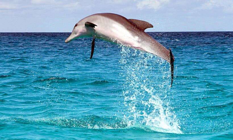 Cebu: Pamilacan, Virgin Island, Dolphin Watching with Lunch - The Real Shape of This Cebu Day Trip