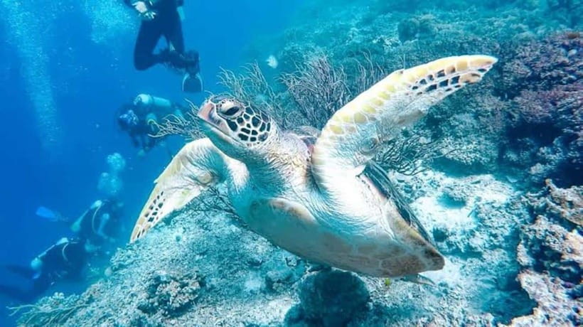 Cebu: Pamilacan, Virgin Island, Dolphin Watching with Lunch - Reaching Pamilacan by Smaller Boat