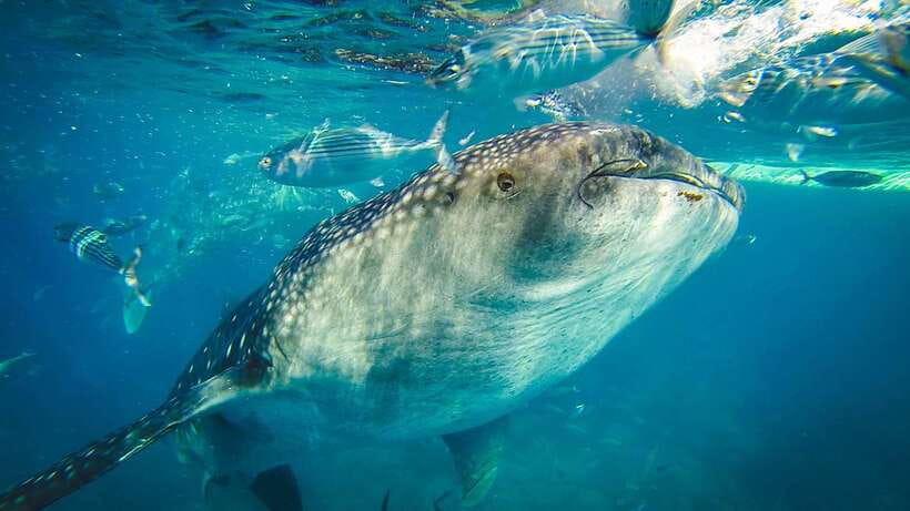 Cebu: Private Sumilon Island & Optional Whale Shark Swim - The Lagoon, Mangroves, and Clean Beaches
